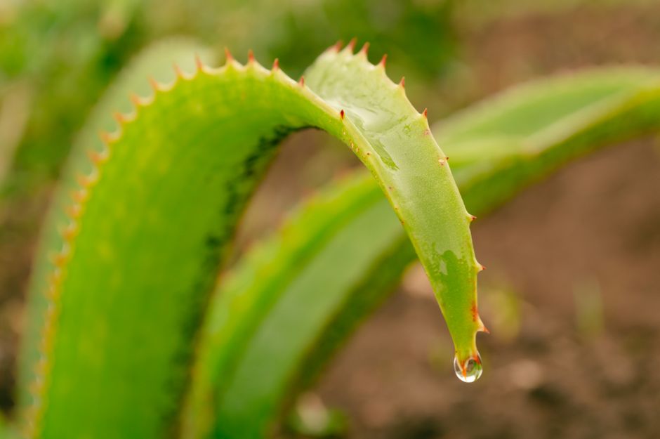 How to Care for Your Skin After Too Much Sun
